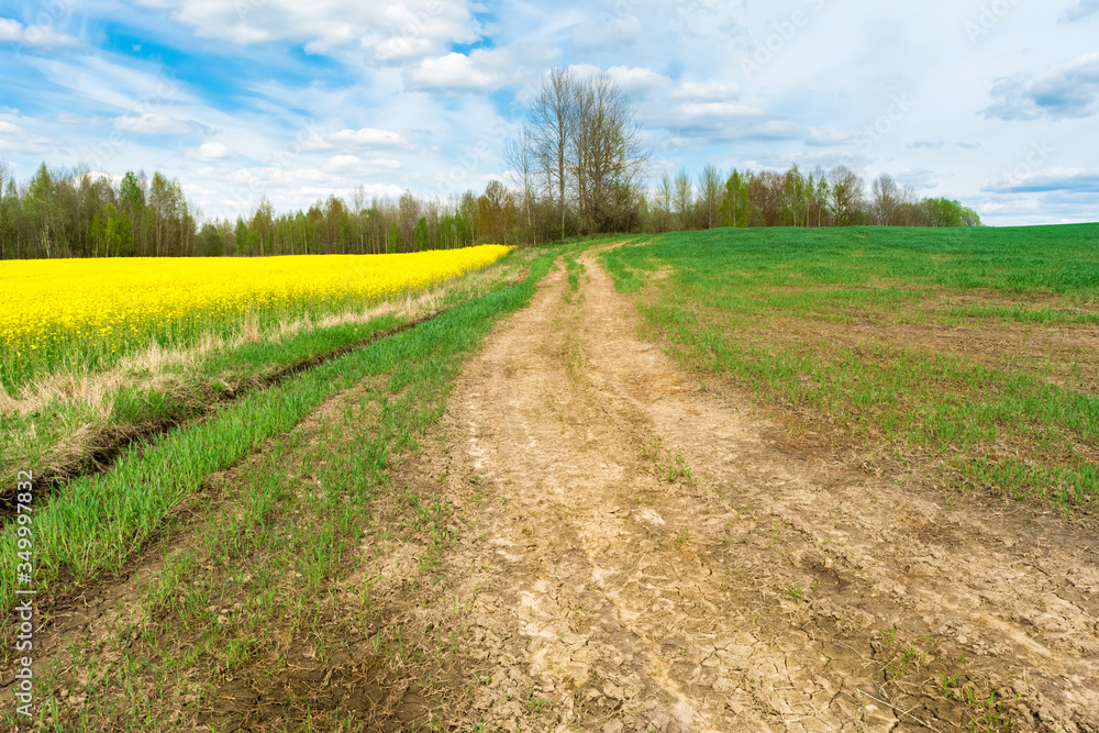 A winding dirt road between dry grass, blooming yellow rape and green grass. On the horizon there are trees against the sky with clouds. Nature spring landscape A winding dirt road between dry grass, blooming yellow rape and green grass. On the horizon there are trees against the sky with clouds. Nature spring landscape
