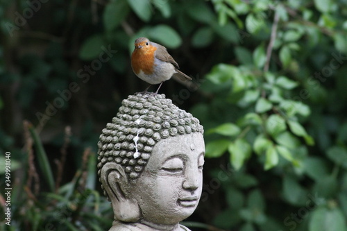 Robin sat on a Buddha 