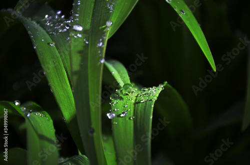 Krople deszczu na liściu rośliny wieczorem 