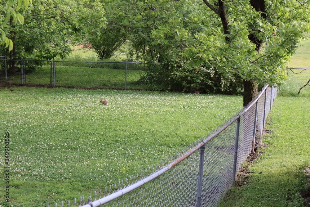 Bunny on a lawn