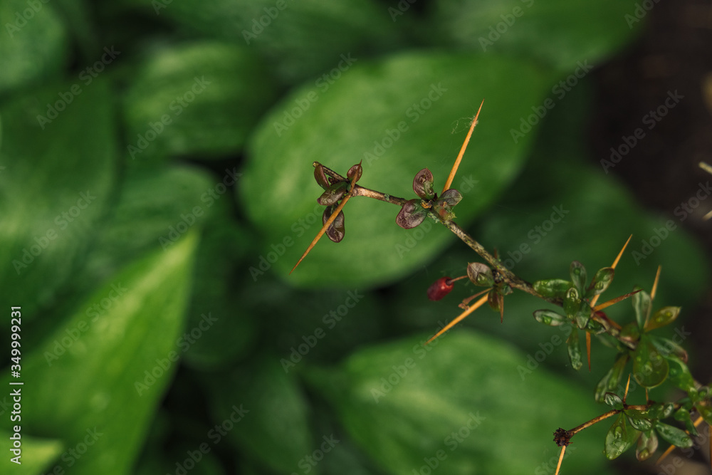 spiky plant rain forest macro nature photography with soft focus foreground object and blurred background green foliage spiky plant rain forest macro nature photography with soft focus foreground object and blurred background green foliage