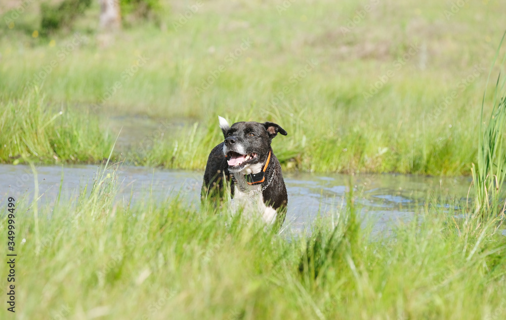 Happy dog running through water and green grass in rural field. Happy dog running through water and green grass in rural field.