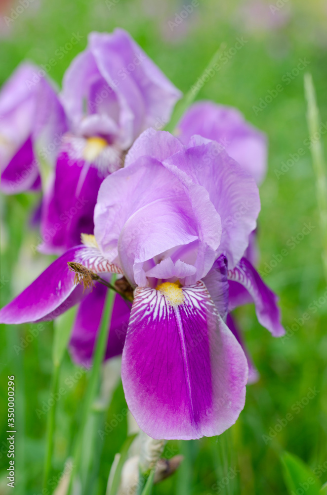 Fototapeta premium Beautiful violet Fleur De-lis flower, Iris blooming in the garden.