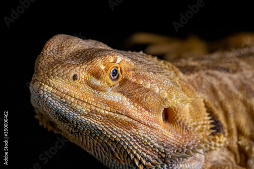 bearded dragon lizard
