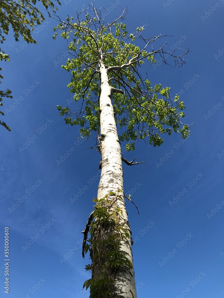 Fototapeta premium tall birch trees 