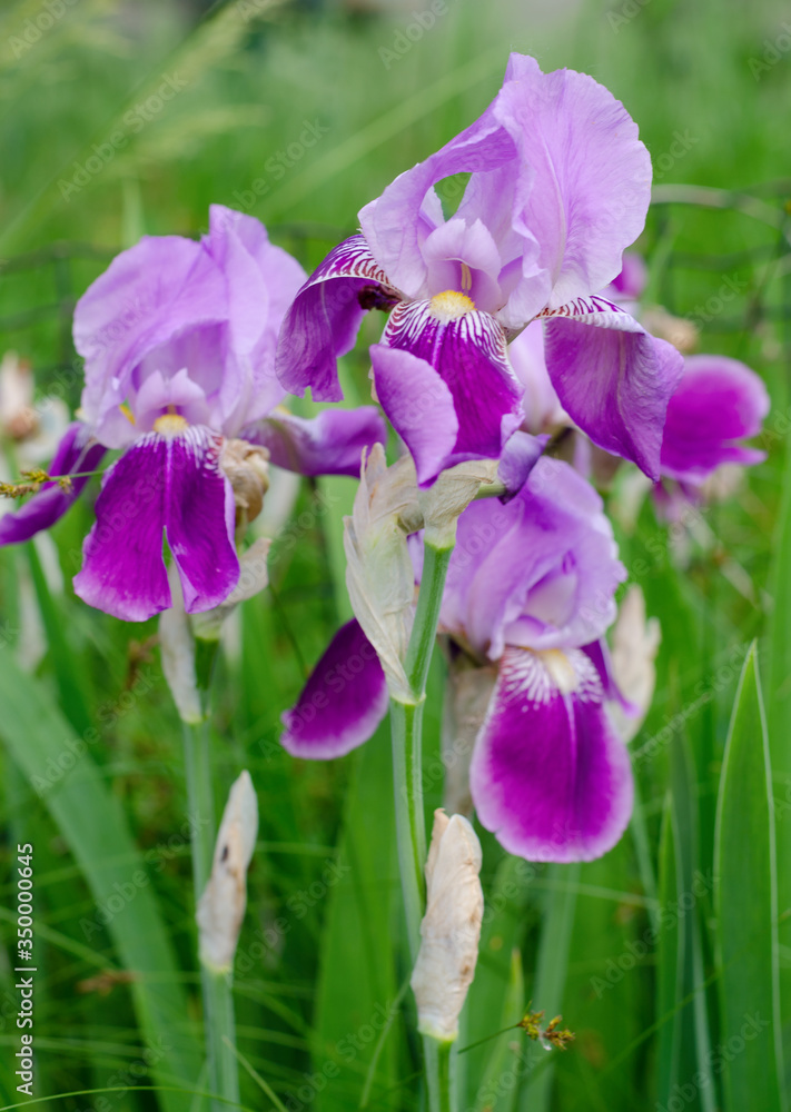 Beautiful violet Fleur De-lis flower, Iris blooming in the garden.