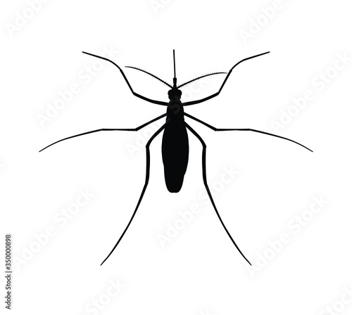 Realistic mosquito isolated on white background, insect closeup, vector illustration, top view.