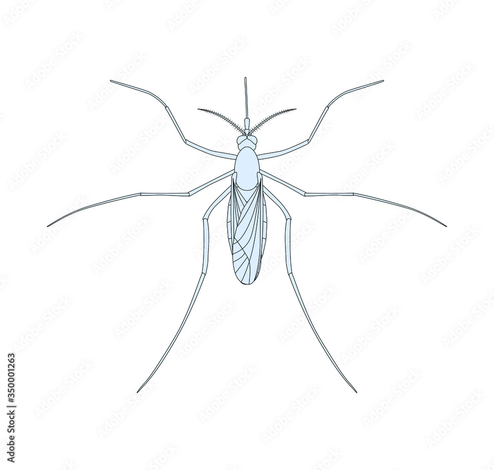 Realistic mosquito isolated on white background, insect closeup, vector illustration, top view. Realistic mosquito isolated on white background, insect closeup, vector illustration, top view.