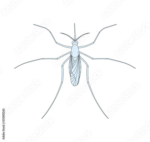 Realistic mosquito isolated on white background, insect closeup, vector illustration, top view.