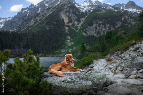 dog on a stone on a mountain lake. Traveling with a pet. Nova Scotia Duck Tolling Retriever on nature background