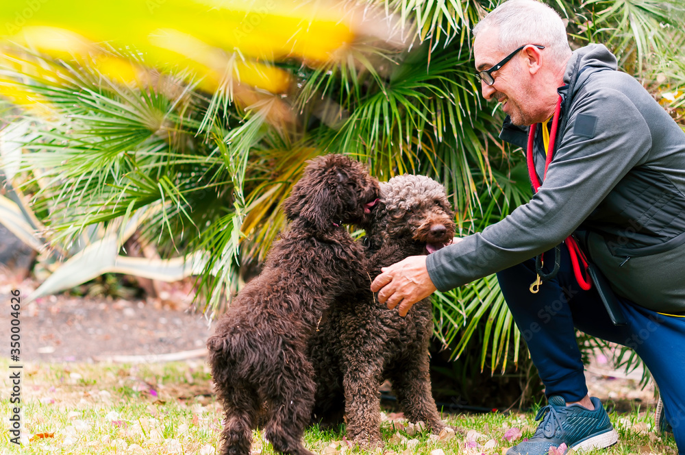 Two playful and healthy spanish water dogs are playing with their owner Two playful and healthy spanish water dogs are playing with their owner