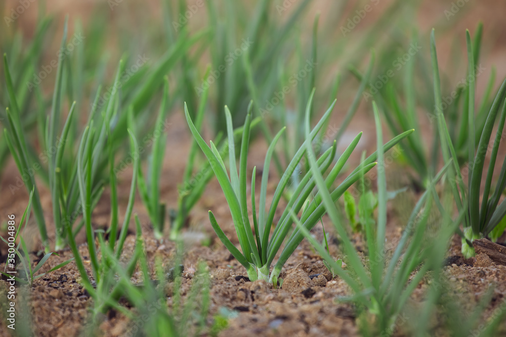 Fototapeta premium Onions sprout in early spring in the garden . young green onions