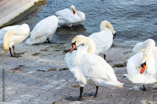 A group of swans near the lake