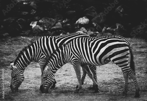 Zebras - black and white