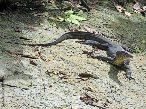 Fearless Fearsome Endangered Large Komodo Dragon Lizard