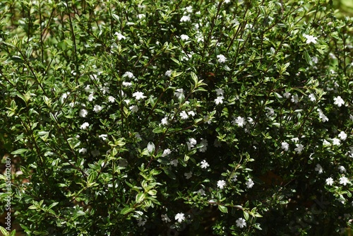 Serissa japonica (Tree of a thousand stars) flowers / Rubiaceae evergreen shrub.