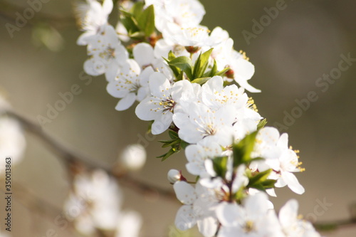 Blossoming Apple Tree in the Spring © Ruchacz