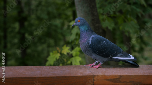 grey pigeon in profile. the pigeon is sitting on the parapet