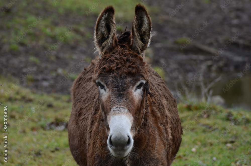 portrait of a donkey