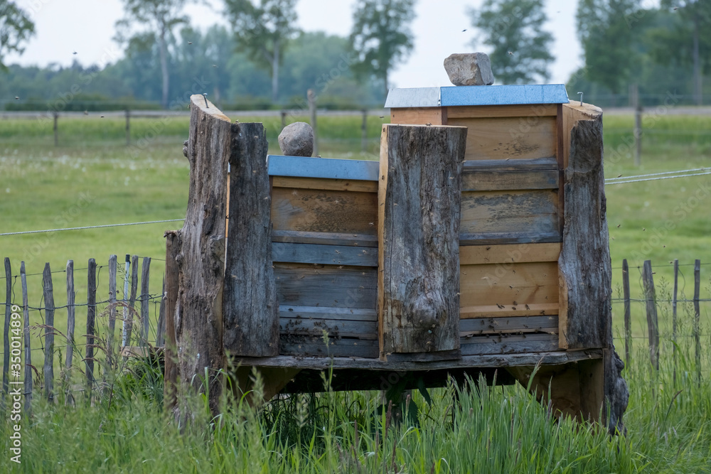 Obraz premium Bienenstöcke