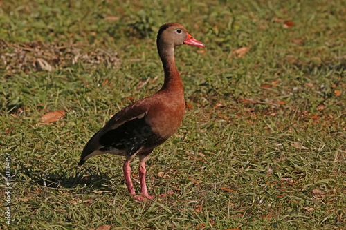 Black Bellied Whistling Duck_1379