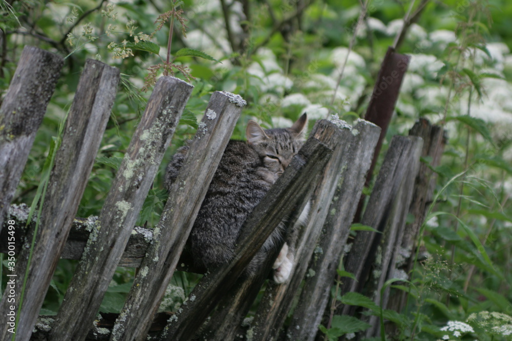 cat on the fence
cat on the fence