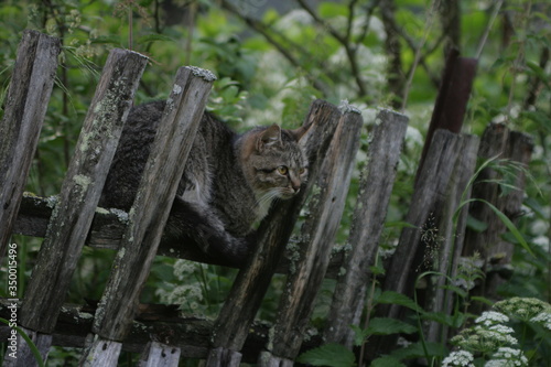  cat on the fence