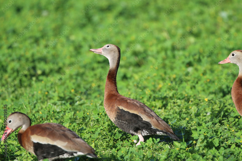Black Bellied Whistling Duck_3360 Black Bellied Whistling Duck_3360