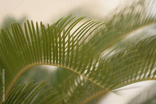 Palm branch