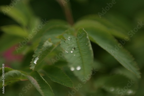 
drops on the leaves