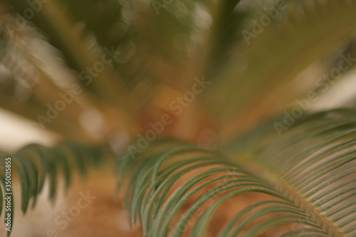 Palm branch