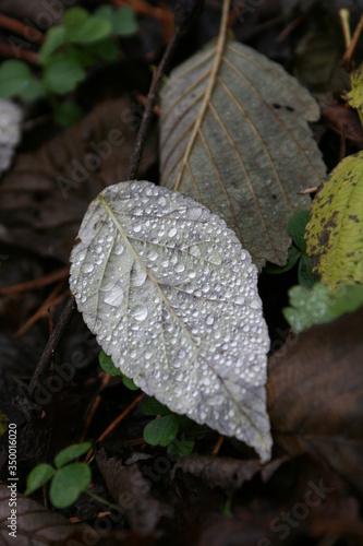 drops on the leaves