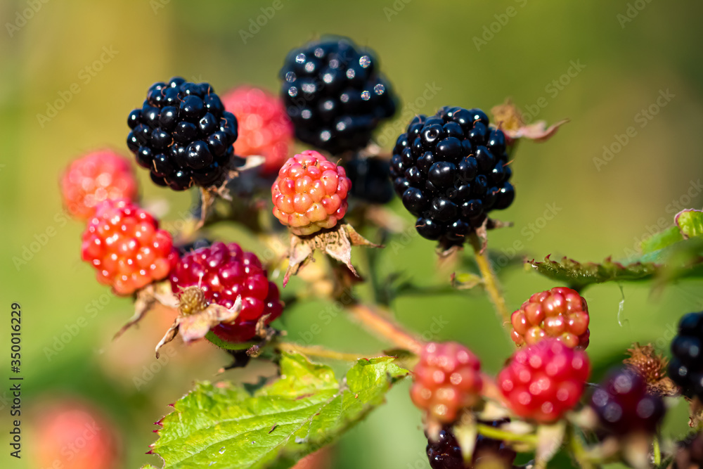 Close-up of ripening Blackberry branch horizontal orientation Close-up of ripening Blackberry branch horizontal orientation