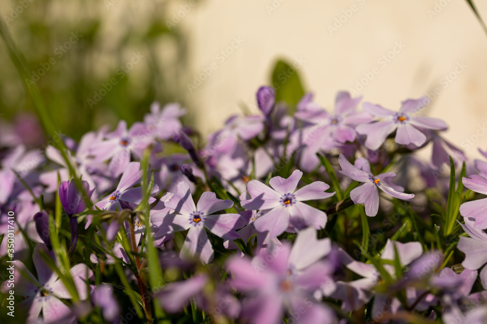 Close-up of flowers Phlox subulata on the lawn near a white plastic fence in a typical cottage village. The concept of landscaping, landscaping. Close-up of flowers Phlox subulata on the lawn near a white plastic fence in a typical cottage village. The concept of landscaping, landscaping.