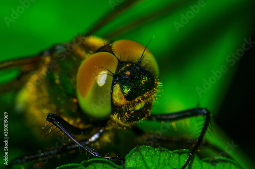The picture shows the compound eyes of a dragonfly as a macro picture. The dragonfly is mainly colored green, while the eyes still have a certain amount of red. © Björn Bartsch