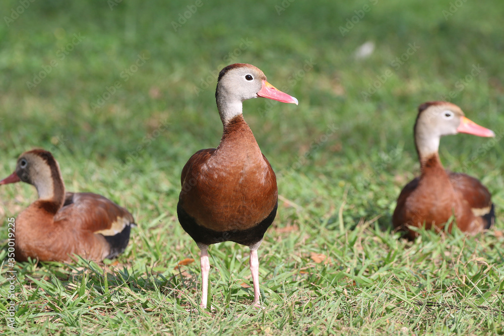 Obraz premium Black Bellied Whistling Duck_7270
