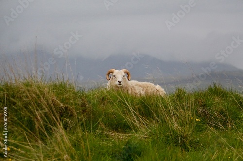 Mouton solitaire ou bouc sauvage dépassant légèrement du haut d'une colline recouverte d'un champ d'herbes hautes sous un ciel nuageux avec un arrière plan montagneux en fin d'après midi