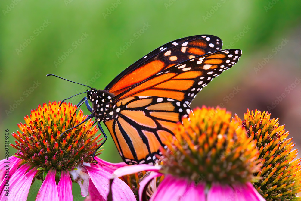 Extreme close-up of a Monarch butterfly resting and feeding on a colorful purple bloom. Extreme close-up of a Monarch butterfly resting and feeding on a colorful purple bloom.