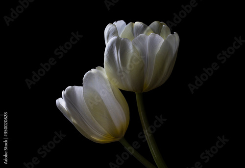 Fototapeta Naklejka Na Ścianę i Meble -  Double Tulips