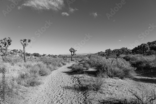 Fototapeta Naklejka Na Ścianę i Meble -  Desert B&W