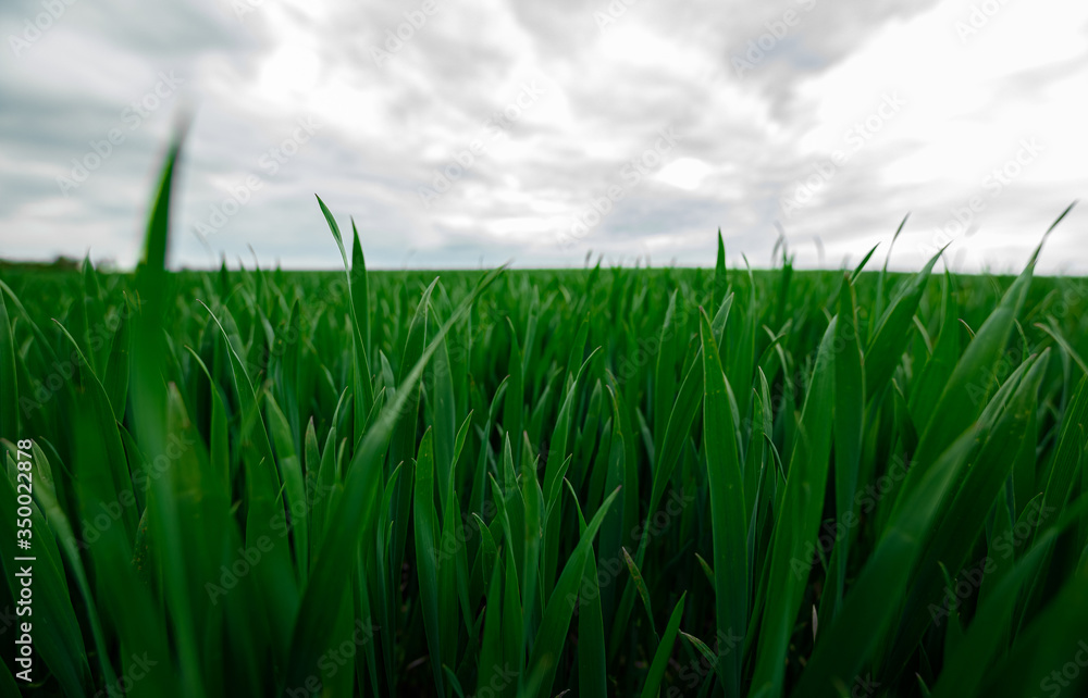 Obraz premium young green grass on sky background