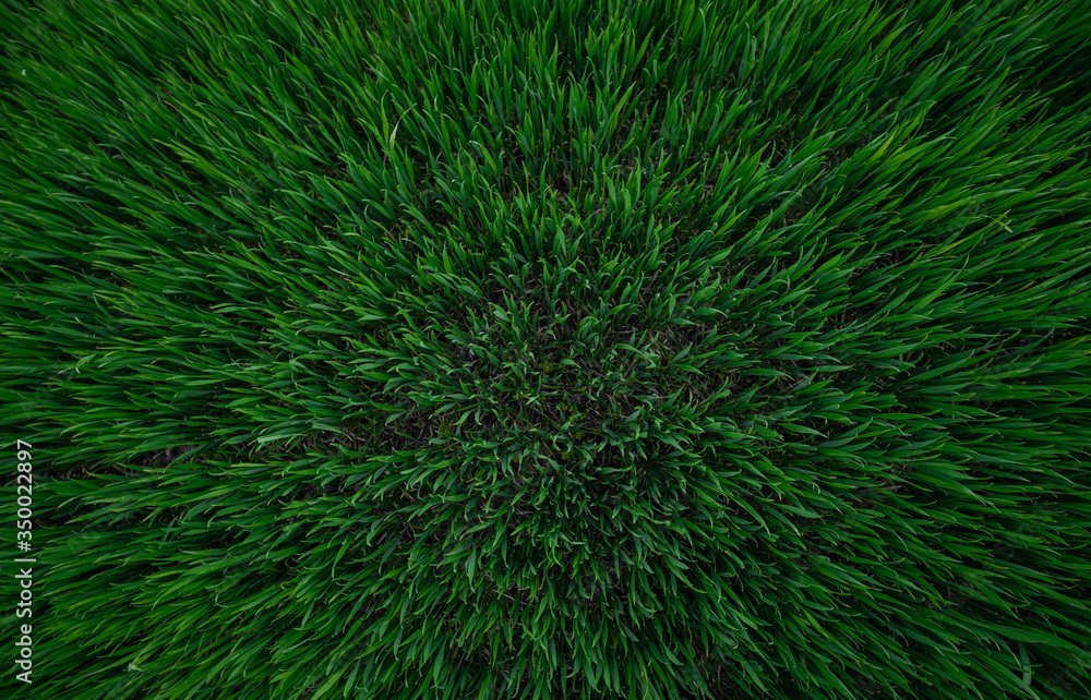 green plant background, young grass green plant background, young grass