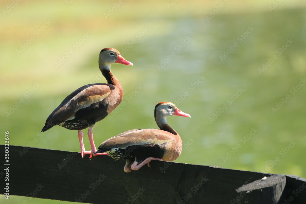 Fototapeta premium Black Bellied Whistling Ducks_3865