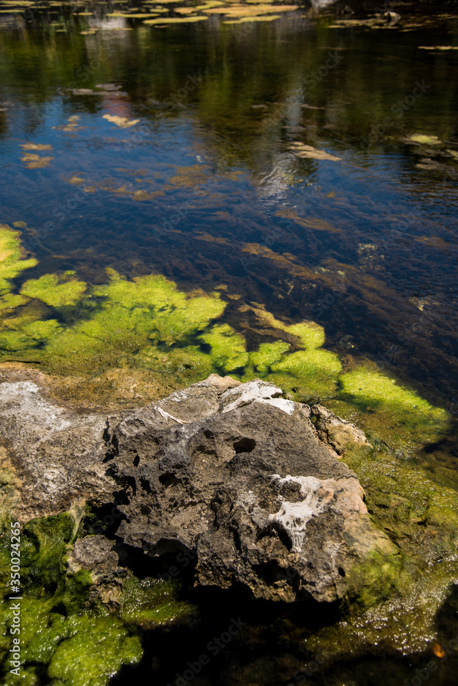 Clear and mossy water of a lagoon with rocks at the bottom Clear and mossy water of a lagoon with rocks at the bottom