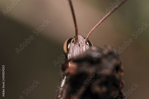 Foto A close up of a brown cricket