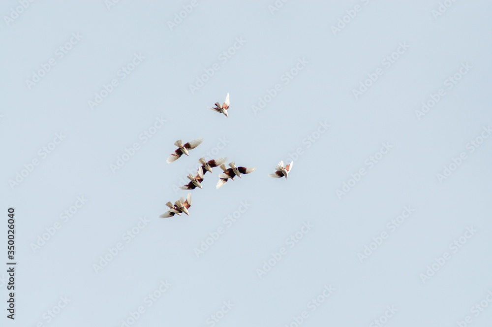 Obraz premium a group of pigeons flies in the sky