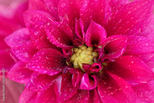 Close up of pink Dahlia