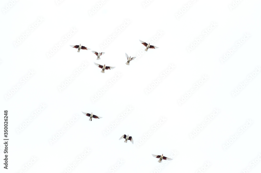a group of pigeons flies in the sky a group of pigeons flies in the sky