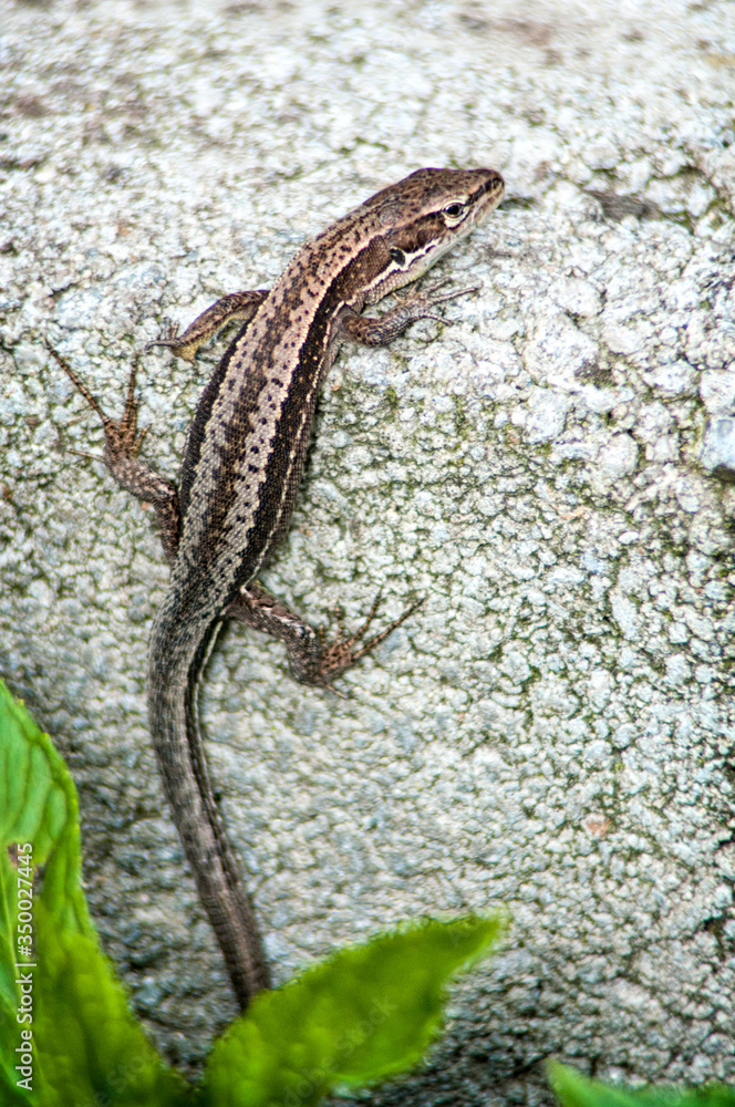 small brown lizard on concrete small brown lizard on concrete