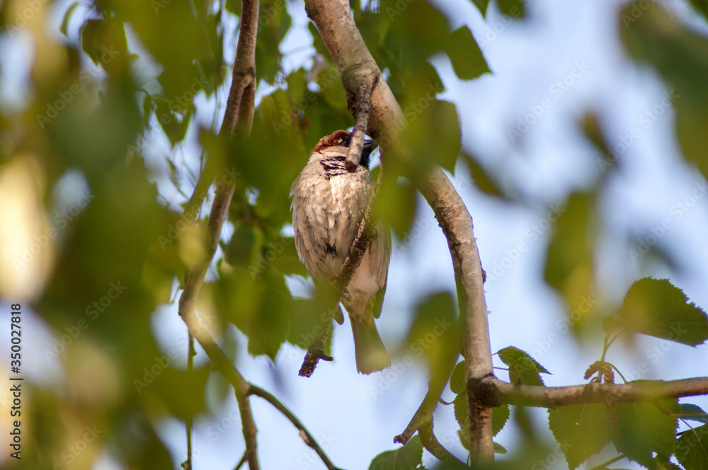 brown sparrow with black beak